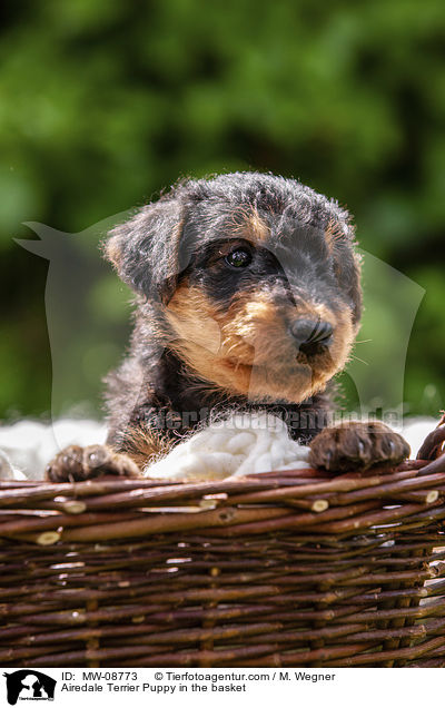 Airedale Terrier Welpe im Krbchen / Airedale Terrier Puppy in the basket / MW-08773