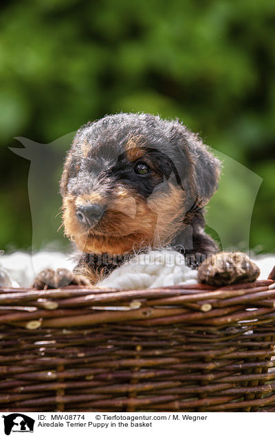 Airedale Terrier Welpe im Krbchen / Airedale Terrier Puppy in the basket / MW-08774