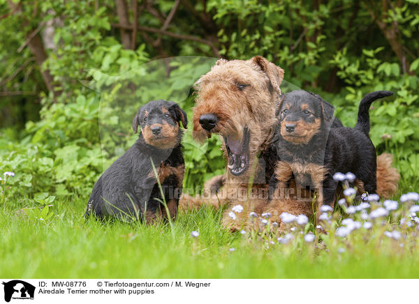Airedale Terrier Mutter mit Welpen / Airedale Terrier mother with puppies / MW-08776