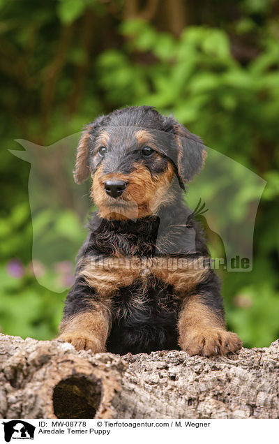 Airedale Terrier Welpe / Airedale Terrier Puppy / MW-08778