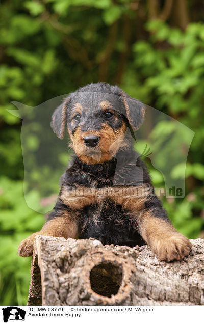 Airedale Terrier Welpe / Airedale Terrier Puppy / MW-08779