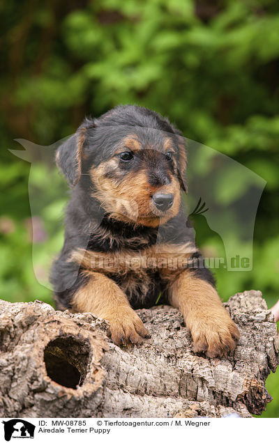 Airedale Terrier Welpe / Airedale Terrier Puppy / MW-08785