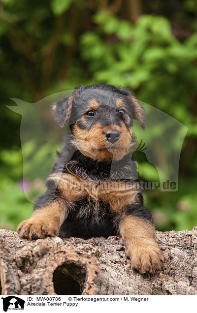 Airedale Terrier Welpe / Airedale Terrier Puppy / MW-08786