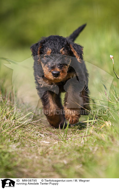 rennender Airedale Terrier Welpe / running Airedale Terrier Puppy / MW-08795