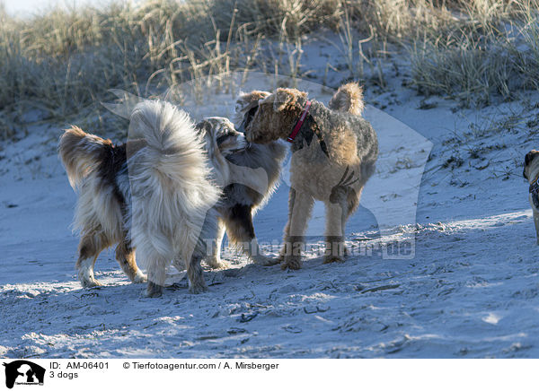 3 Hunde / 3 dogs / AM-06401