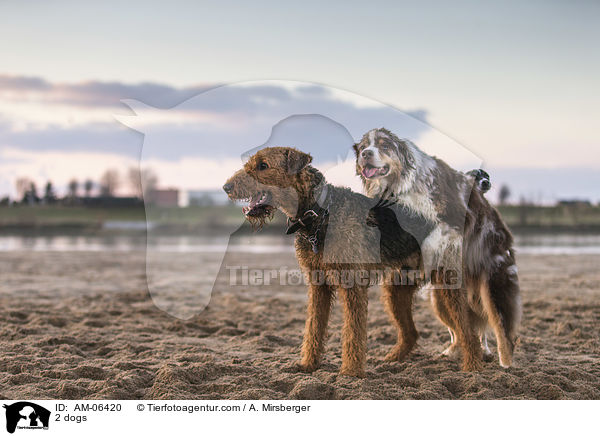 2 Hunde / 2 dogs / AM-06420