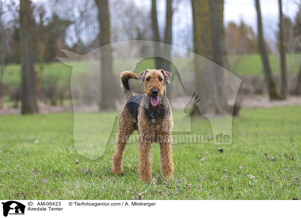 Airedale Terrier / Airedale Terrier / AM-06423