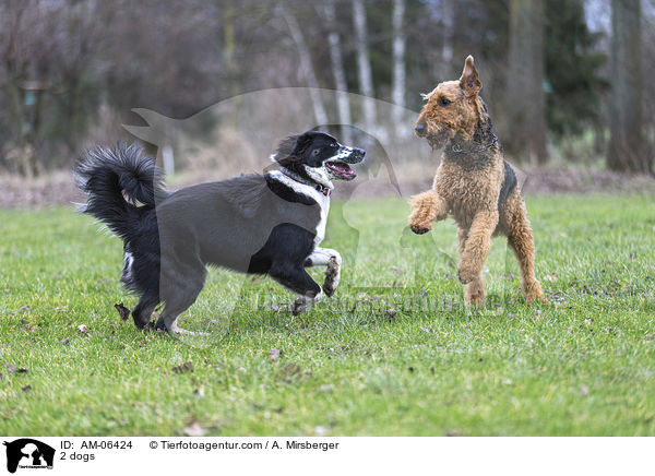 2 Hunde / 2 dogs / AM-06424