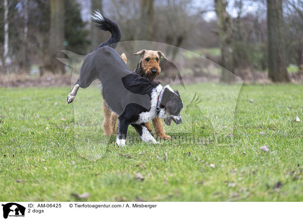 2 Hunde / 2 dogs / AM-06425