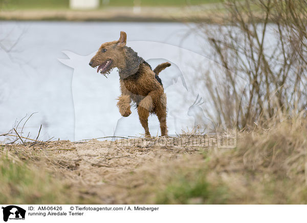 rennender Airedale Terrier / running Airedale Terrier / AM-06426