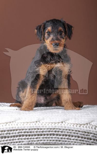 Airedale Terrier Welpe / Airedale Terrier puppy / MW-14686