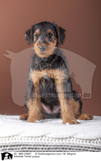 Airedale Terrier Welpe / Airedale Terrier puppy / MW-14687