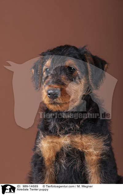Airedale Terrier Welpe / Airedale Terrier puppy / MW-14689