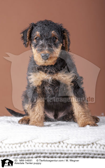 Airedale Terrier Welpe / Airedale Terrier puppy / MW-14691