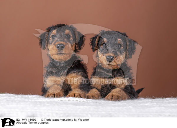 Airedale Terrier Welpen / Airedale Terrier puppies / MW-14693