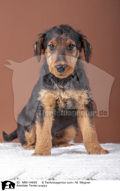 Airedale Terrier Welpe / Airedale Terrier puppy / MW-14695