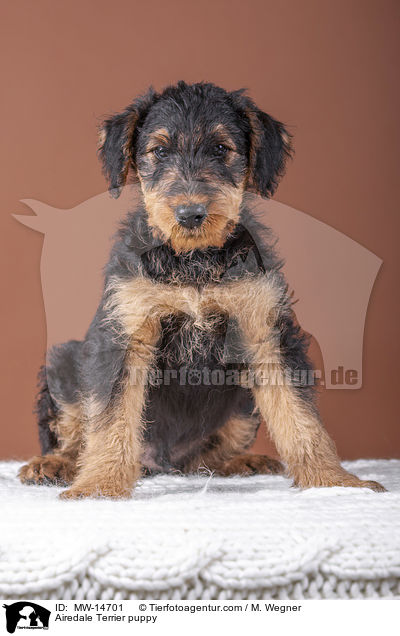 Airedale Terrier Welpe / Airedale Terrier puppy / MW-14701