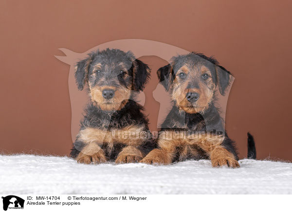 Airedale Terrier Welpen / Airedale Terrier puppies / MW-14704