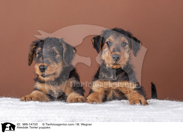Airedale Terrier Welpen / Airedale Terrier puppies / MW-14705