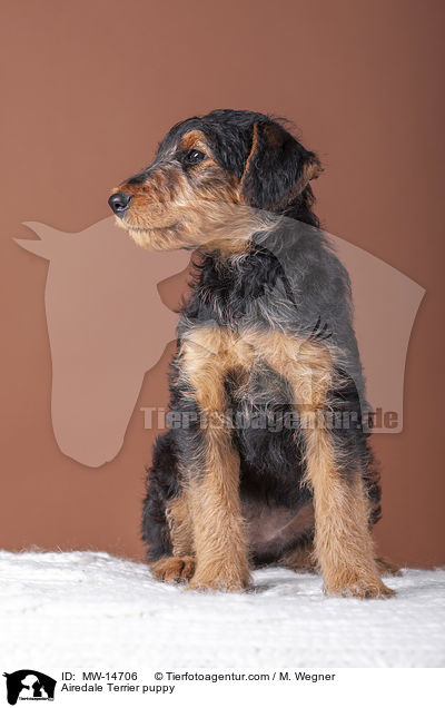 Airedale Terrier Welpe / Airedale Terrier puppy / MW-14706