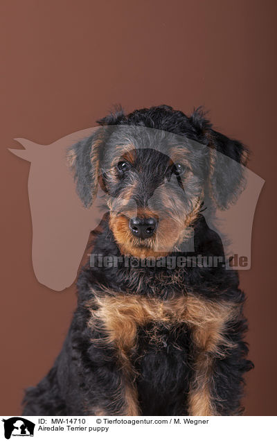 Airedale Terrier Welpe / Airedale Terrier puppy / MW-14710