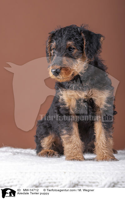 Airedale Terrier Welpe / Airedale Terrier puppy / MW-14712