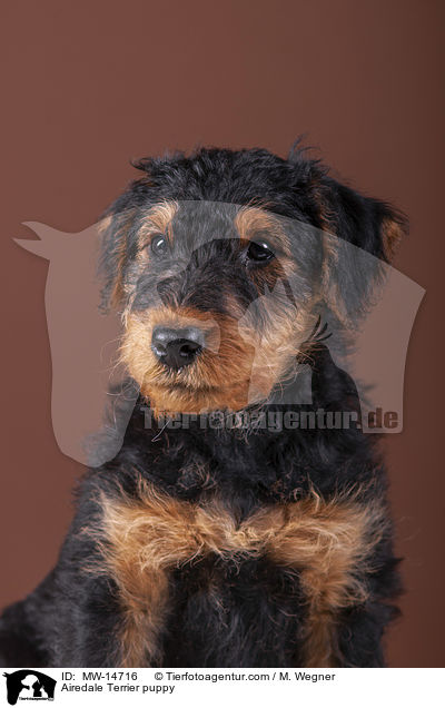 Airedale Terrier Welpe / Airedale Terrier puppy / MW-14716