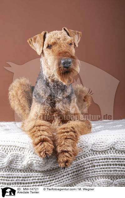 Airedale Terrier / Airedale Terrier / MW-14721
