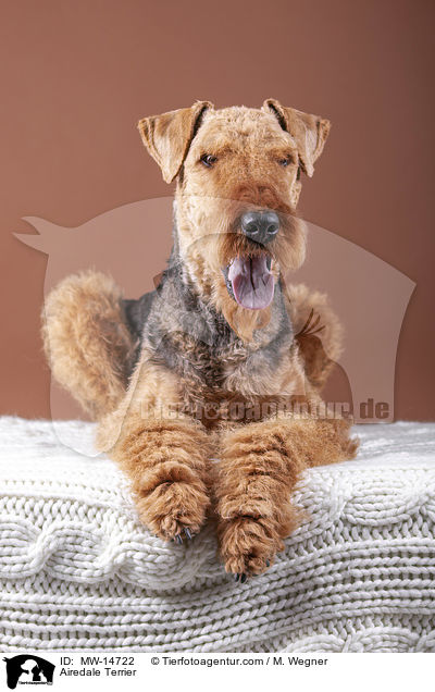 Airedale Terrier / Airedale Terrier / MW-14722