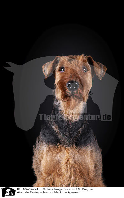 Airedale Terrier vor schwarzem Hintergrund / Airedale Terrier in front of black background / MW-14724