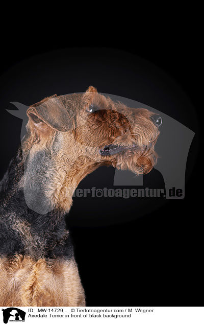 Airedale Terrier vor schwarzem Hintergrund / Airedale Terrier in front of black background / MW-14729