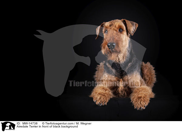 Airedale Terrier vor schwarzem Hintergrund / Airedale Terrier in front of black background / MW-14738