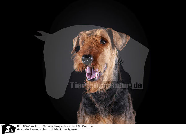 Airedale Terrier vor schwarzem Hintergrund / Airedale Terrier in front of black background / MW-14745