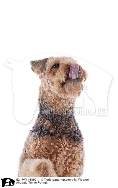 Airedale Terrier Portrait / Airedale Terrier Portrait / MW-14892