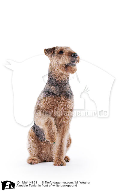 Airedale Terrier vor weiem Hintergrund / Airedale Terrier in front of white background / MW-14893