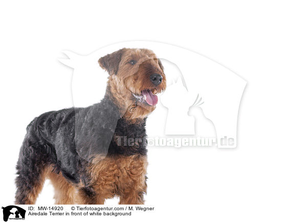 Airedale Terrier vor weiem Hintergrund / Airedale Terrier in front of white background / MW-14920