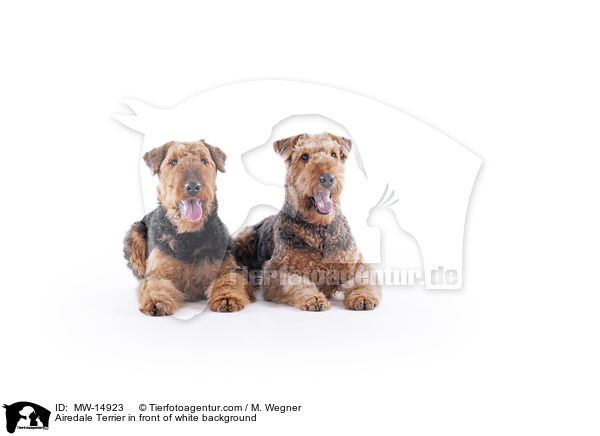 Airedale Terrier vor weiem Hintergrund / Airedale Terrier in front of white background / MW-14923