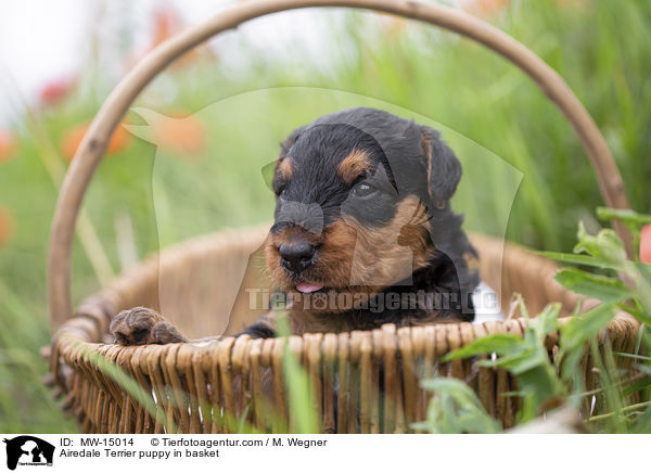 Airedale Terrier Welpe im Krbchen / Airedale Terrier puppy in basket / MW-15014