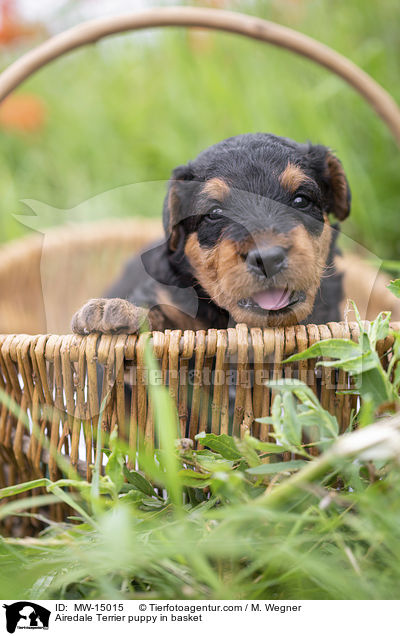 Airedale Terrier Welpe im Krbchen / Airedale Terrier puppy in basket / MW-15015