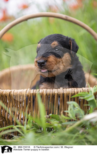 Airedale Terrier Welpe im Krbchen / Airedale Terrier puppy in basket / MW-15016