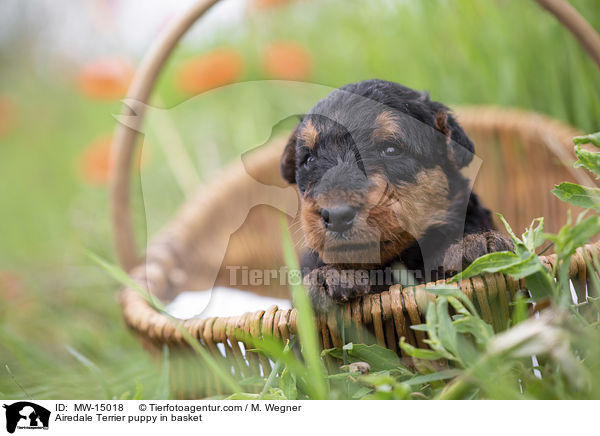 Airedale Terrier Welpe im Krbchen / Airedale Terrier puppy in basket / MW-15018