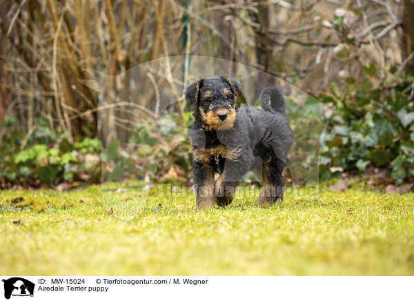Airedale Terrier Welpe / Airedale Terrier puppy / MW-15024