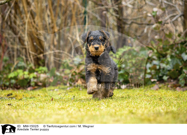 Airedale Terrier Welpe / Airedale Terrier puppy / MW-15025