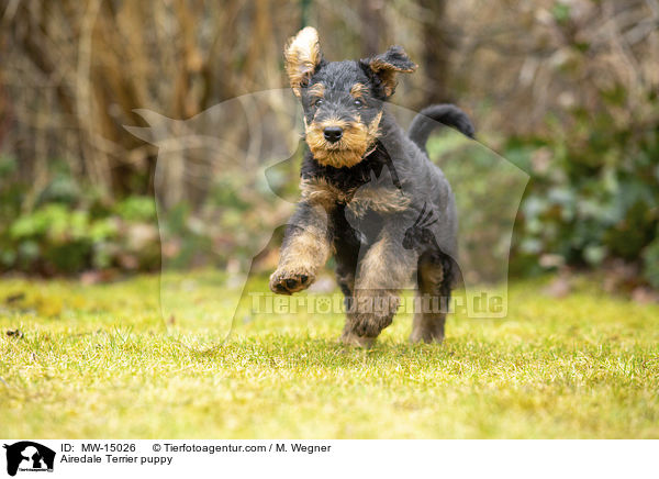 Airedale Terrier Welpe / Airedale Terrier puppy / MW-15026