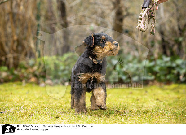 Airedale Terrier Welpe / Airedale Terrier puppy / MW-15029