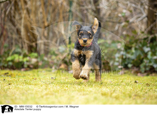 Airedale Terrier Welpe / Airedale Terrier puppy / MW-15032
