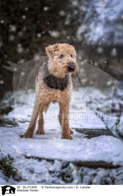 Airedale Terrier / Airedale Terrier / DL-01909