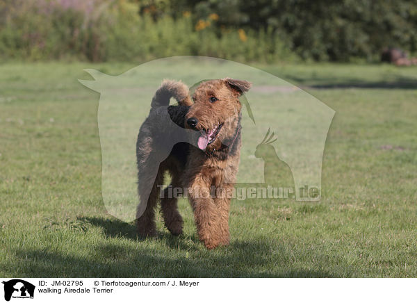 laufender Airedale Terrier / walking Airedale Terrier / JM-02795