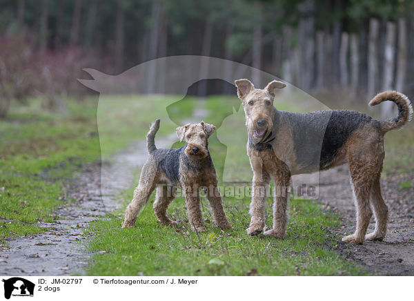 2 Hunde / 2 dogs / JM-02797