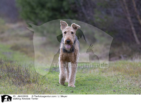 laufender Airedale Terrier / walking Airedale Terrier / JM-02809